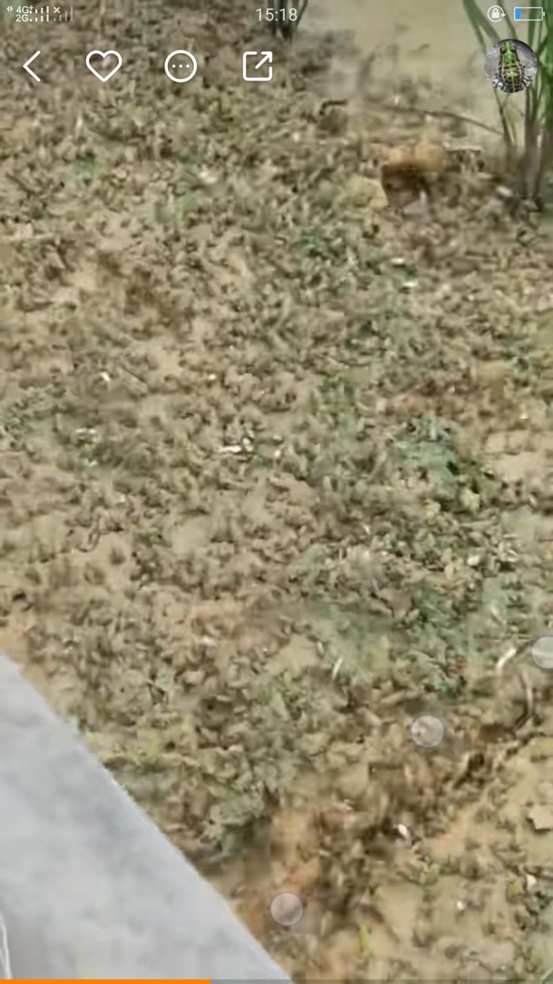 黑斑蛙蝌蚪蛙卵幼蛙苗批售