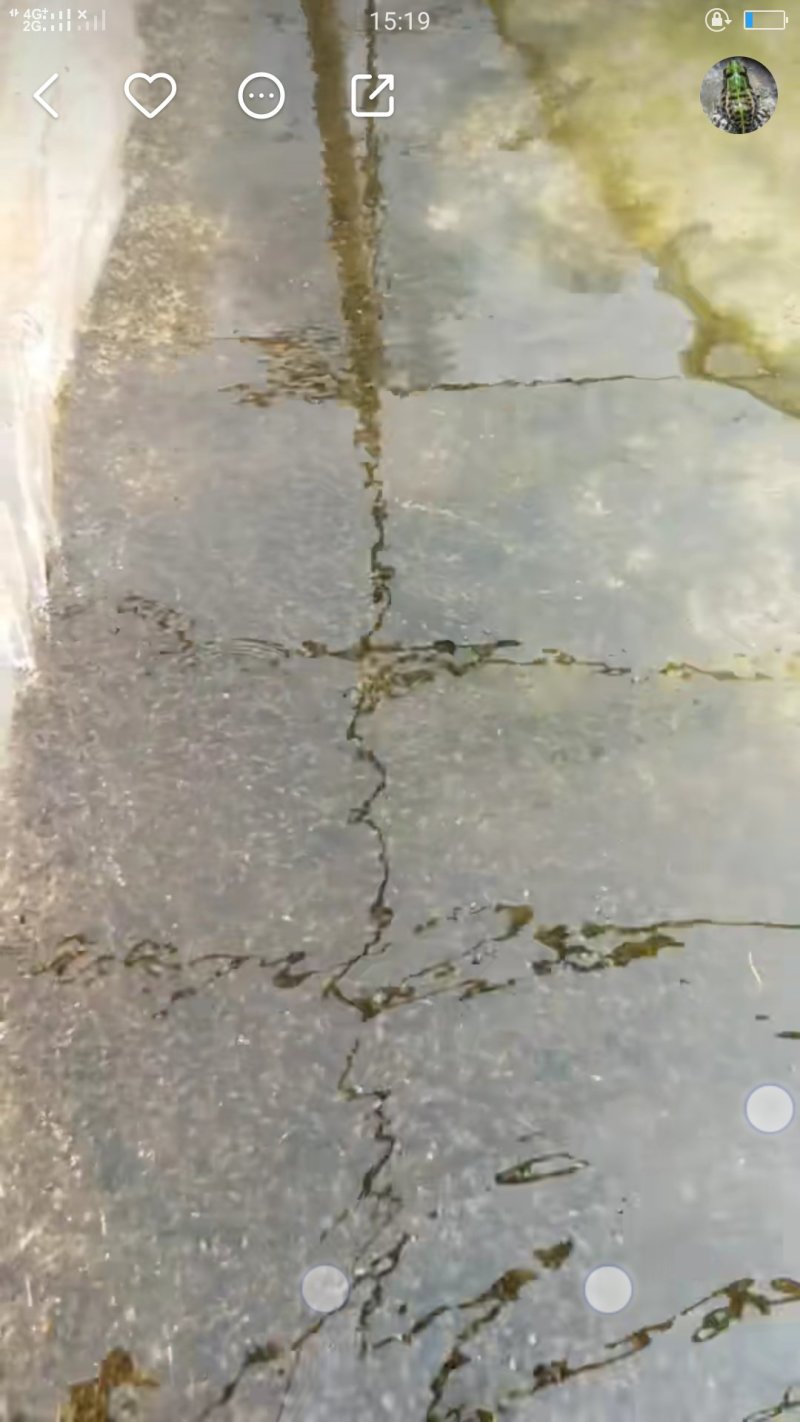 黑斑蛙蝌蚪蛙卵幼蛙苗批售