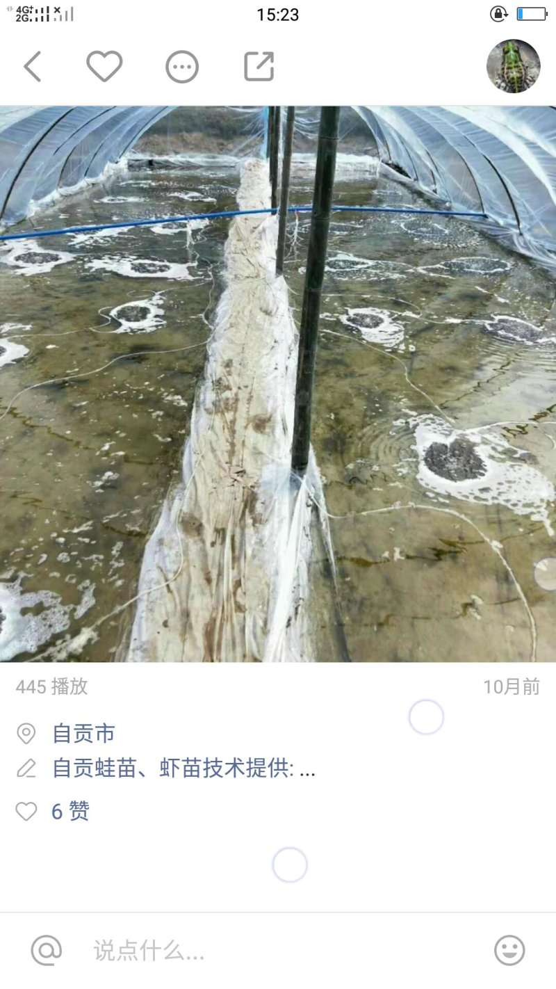 黑斑蛙蝌蚪蛙卵幼蛙苗批售