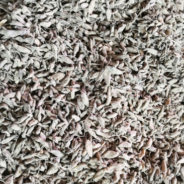 郁金统个福建产地直销质量达标，莪术统个快联系我吧