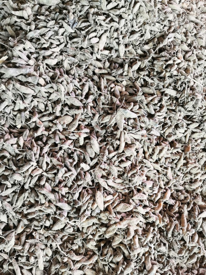 郁金统个福建产地直销质量达标，莪术统个快联系我吧