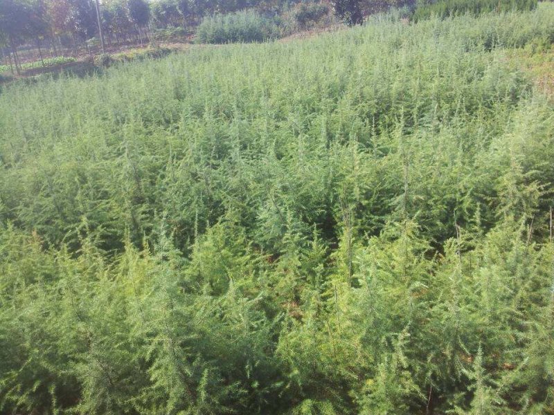 雪松，雪松小苗，雪松苗、雪松价格，南京雪松价格，