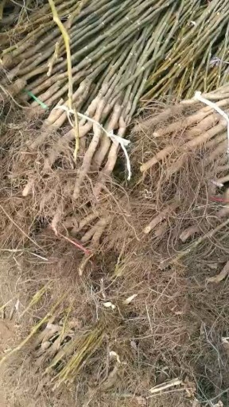 香玲核桃苗一手嫁接苗基地直发拒绝假苗实地考察签合同