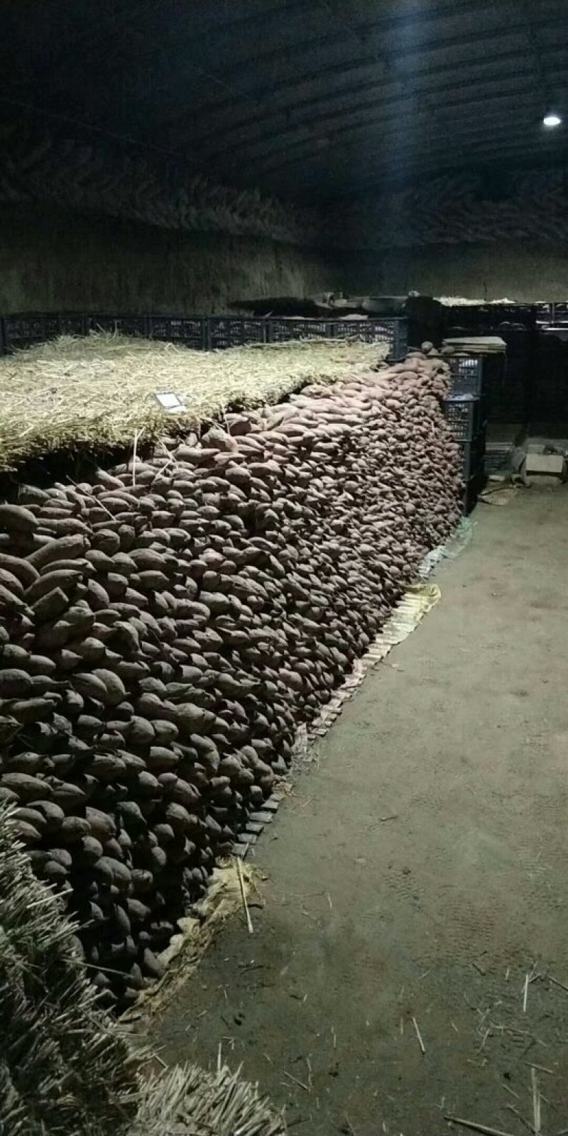 售脱毒商薯19红薯种