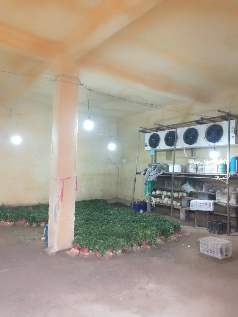 精品大叶香菜，质优价廉，一手货源，产地直发全国发货