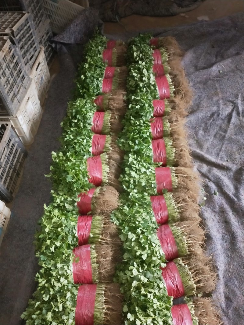 精品大叶香菜，质优价廉，一手货源，产地直发全国发货