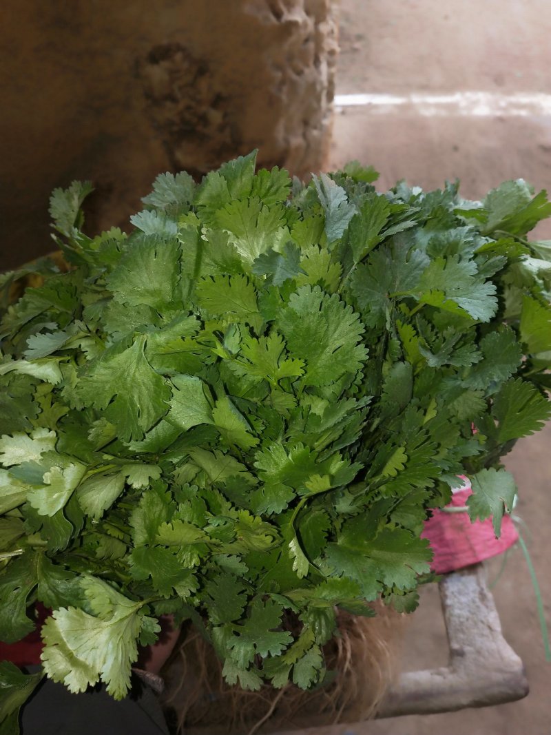 精品大叶香菜，质优价廉，一手货源，产地直发全国发货