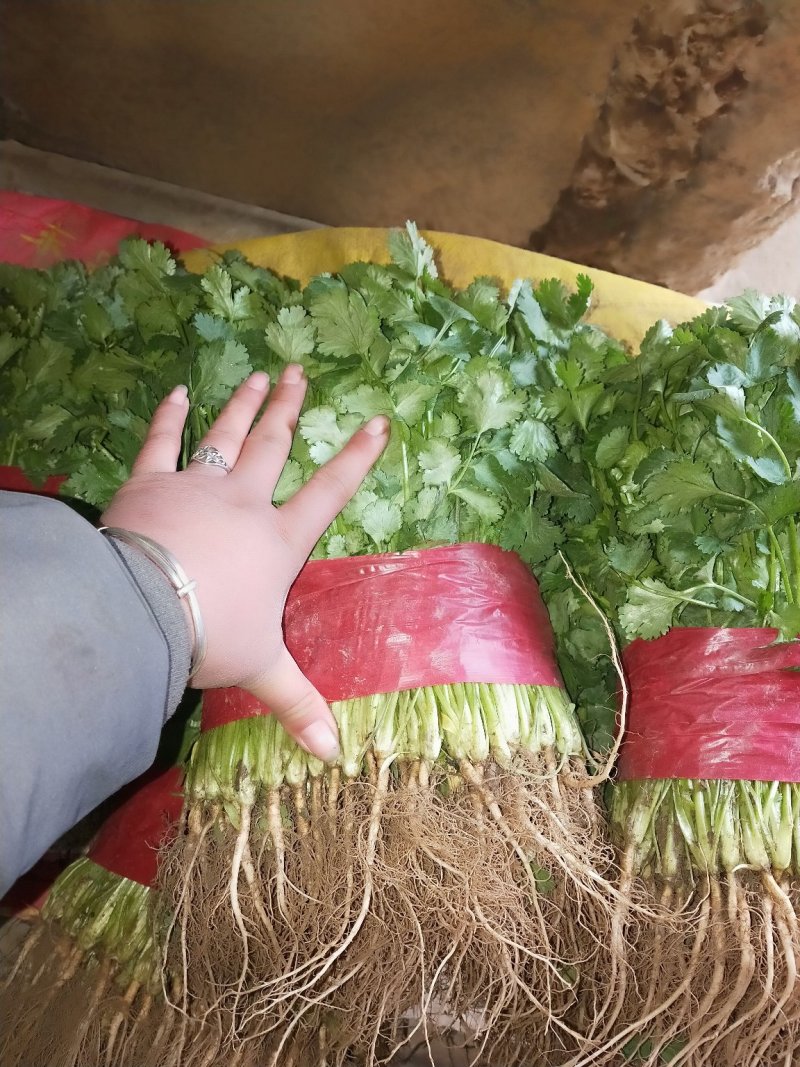 精品大叶香菜，质优价廉，一手货源，产地直发全国发货