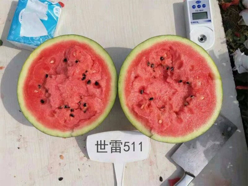 正品世雷511高产抗病西瓜种子原装50克种一亩