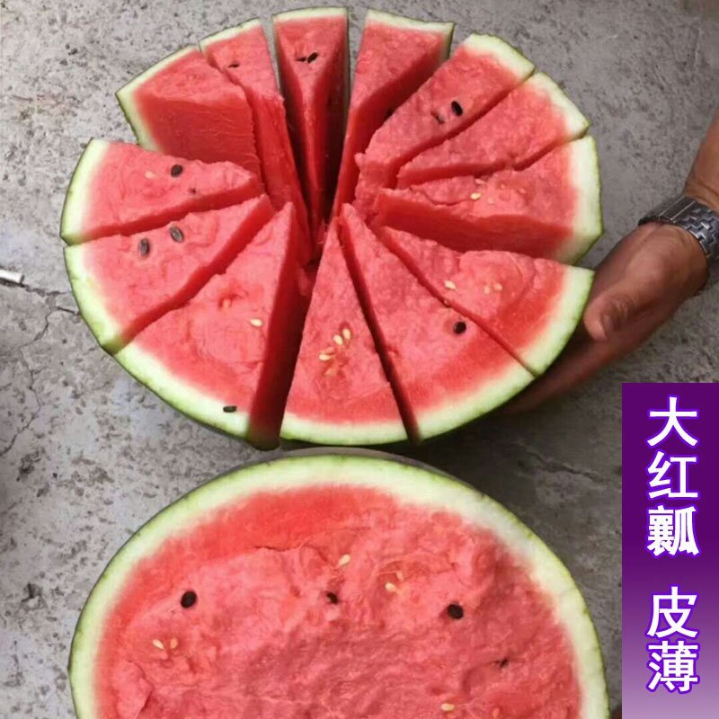 正品世雷511高产抗病西瓜种子原装50克种一亩