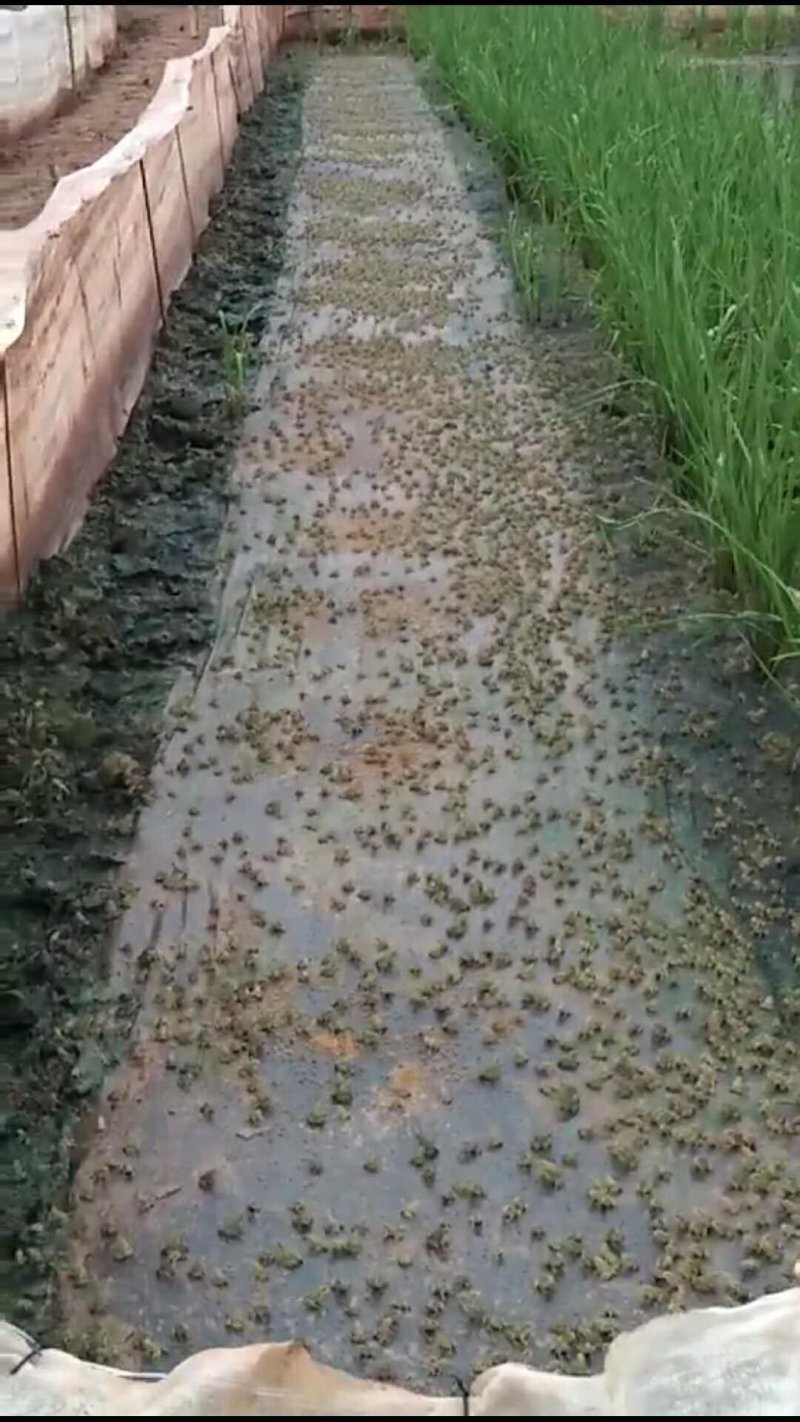 青蛙种苗，成品蛙销售，加工等！
