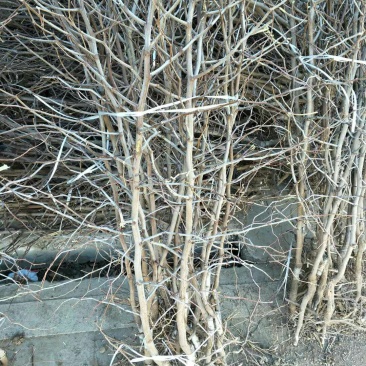 冬枣树苗，品种多样，价格优惠，物流方便，