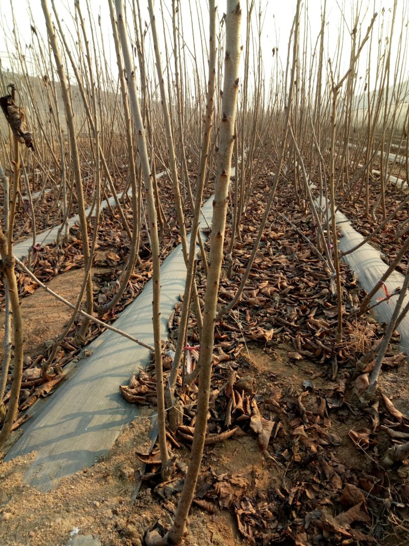 吉塞拉矮化樱桃苗，樱桃苗基地，美早，火箭，弗里斯克，