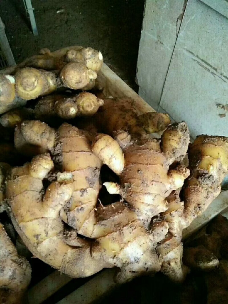 姜种产地直供！质量可靠！提供技术指导！出芽率高！