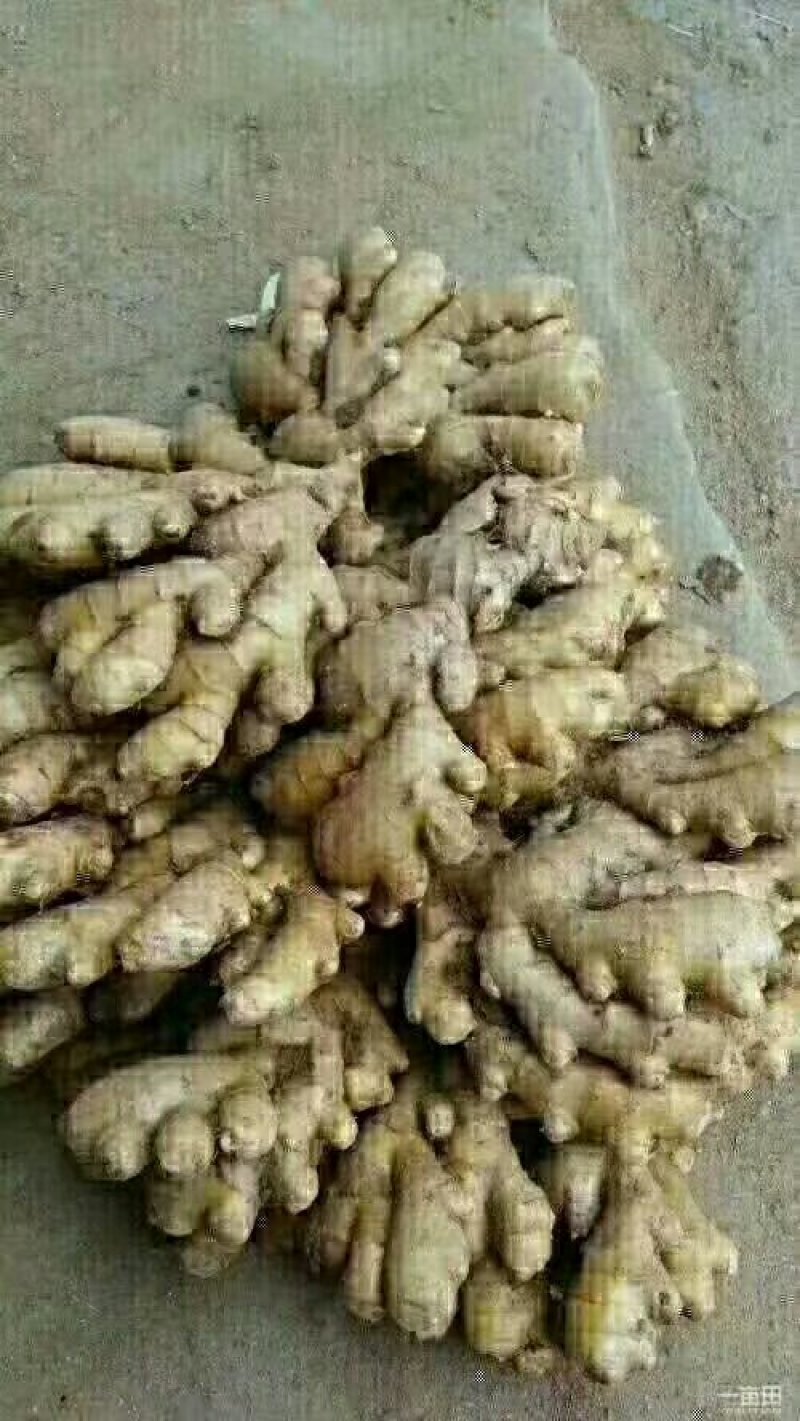 姜种产地直供！质量可靠！提供技术指导！出芽率高！