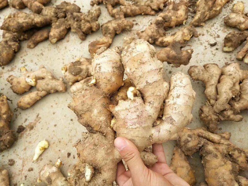 姜种产地直供！质量可靠！提供技术指导！出芽率高！