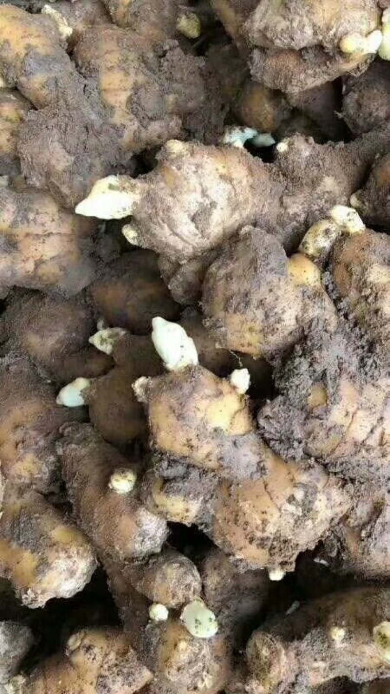 姜种产地直供！质量可靠！提供技术指导！出芽率高！