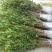 桂花苗30～50公分高，品质好，价格低。量大价格优惠。