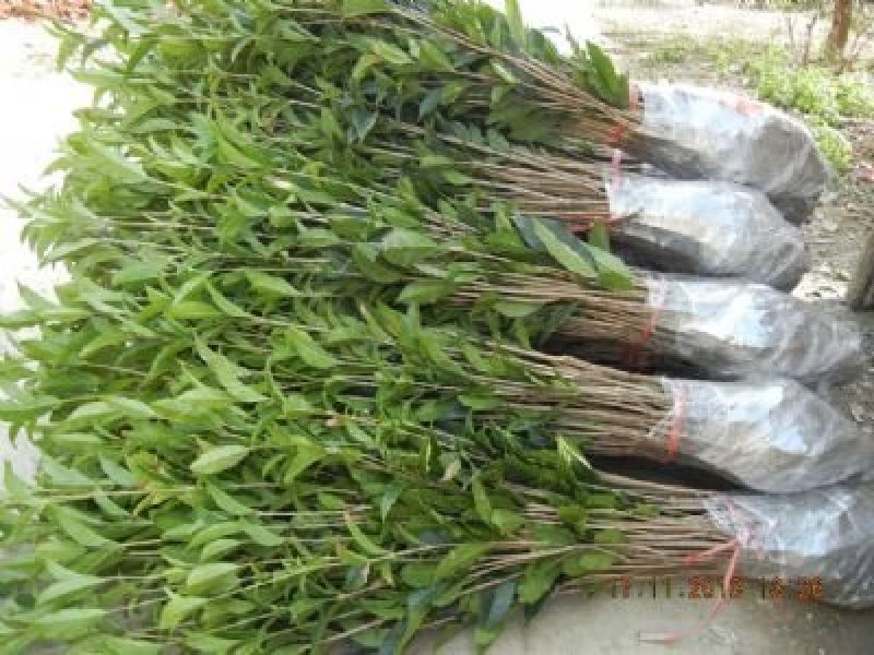 桂花苗30～50公分高，品质好，价格低。量大价格优惠。