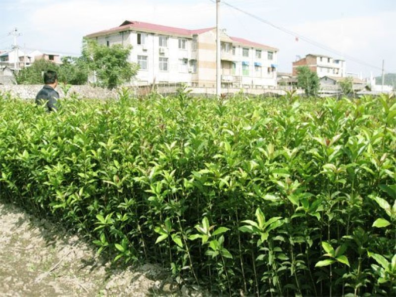 桂花苗30～50公分高，品质好，价格低。量大价格优惠。