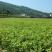 桂花苗30～50公分高，品质好，价格低。量大价格优惠。