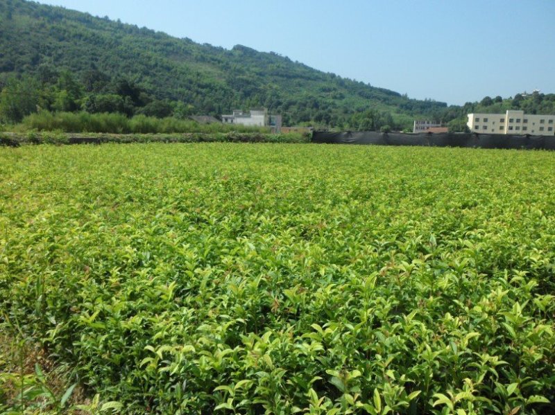 桂花苗30～50公分高，品质好，价格低。量大价格优惠。