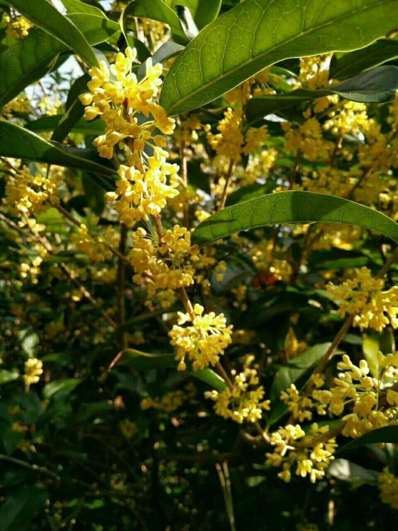桂花苗30～50公分高，品质好，价格低。量大价格优惠。