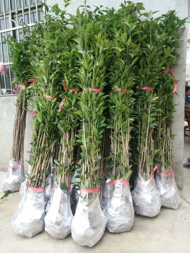 桂花苗30～50公分高，品质好，价格低。量大价格优惠。