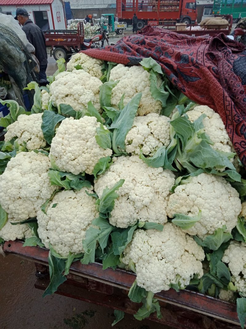 白面青梗松花/山东松花菜/产地货源/供应电商，市场团购