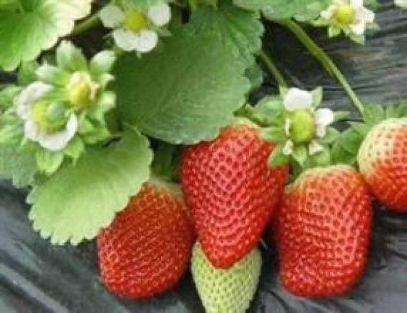 牛奶草莓苗批发章姬草莓苗价格现货牛奶草莓苗直销无病