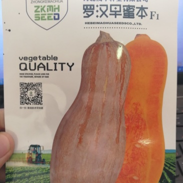 【优质】罗汉蜜本南瓜种子品质好产量高50粒一袋