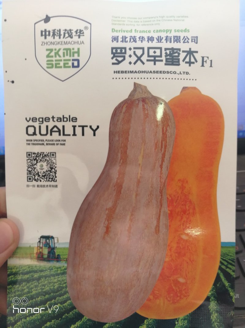 【优质】罗汉蜜本南瓜种子品质好产量高50粒一袋