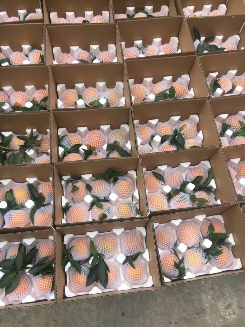 爱媛38，大雅一号，明日见，金秋砂糖橘枝条开国家检疫证