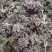 密蒙花全干货货包质量中早期全干货可以发货物流快递