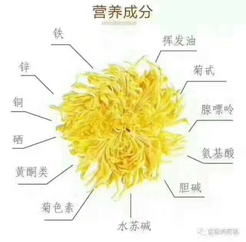 金丝皇菊