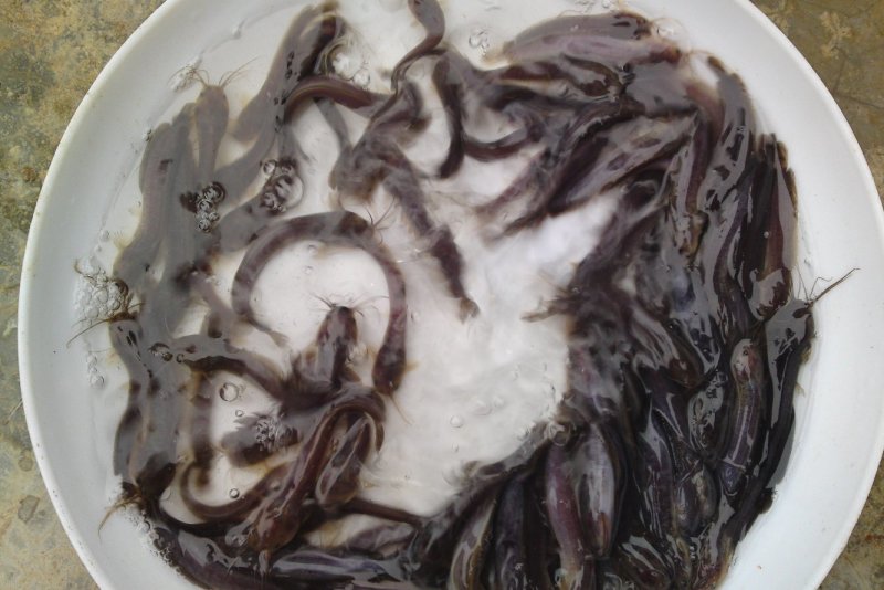 本地塘虱鱼苗，本地塘角鱼苗，鲶鱼苗淡水鱼苗批发