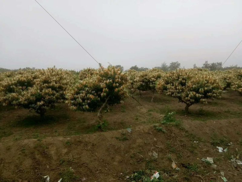 金银花树