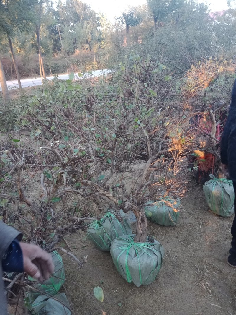 金银花树
