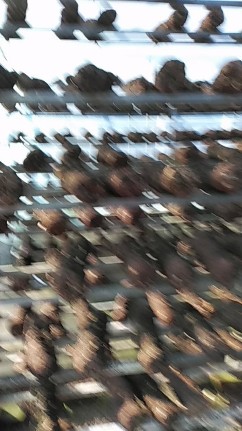 废菌棒