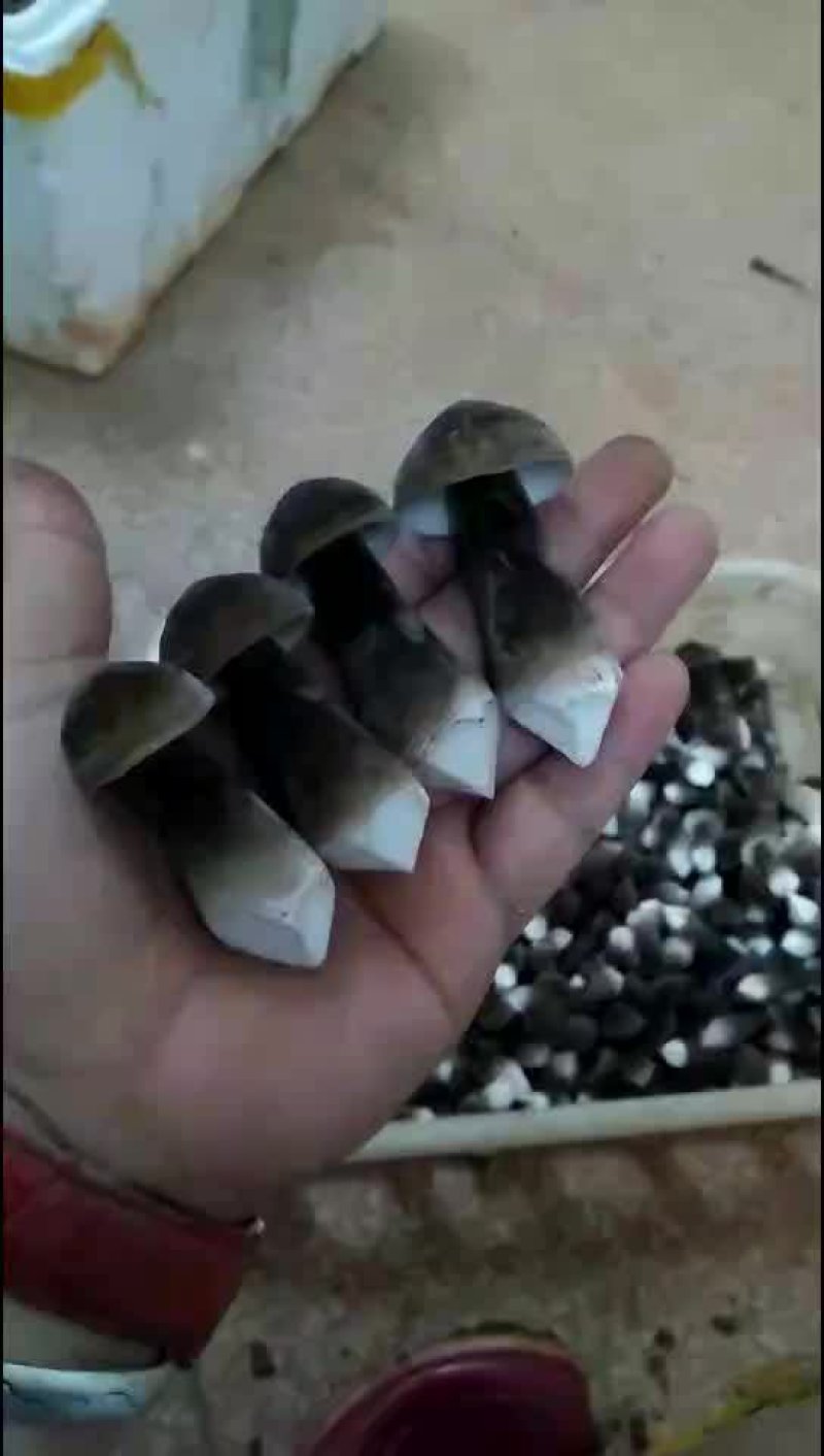 黑皮鸡枞菌包三级种
