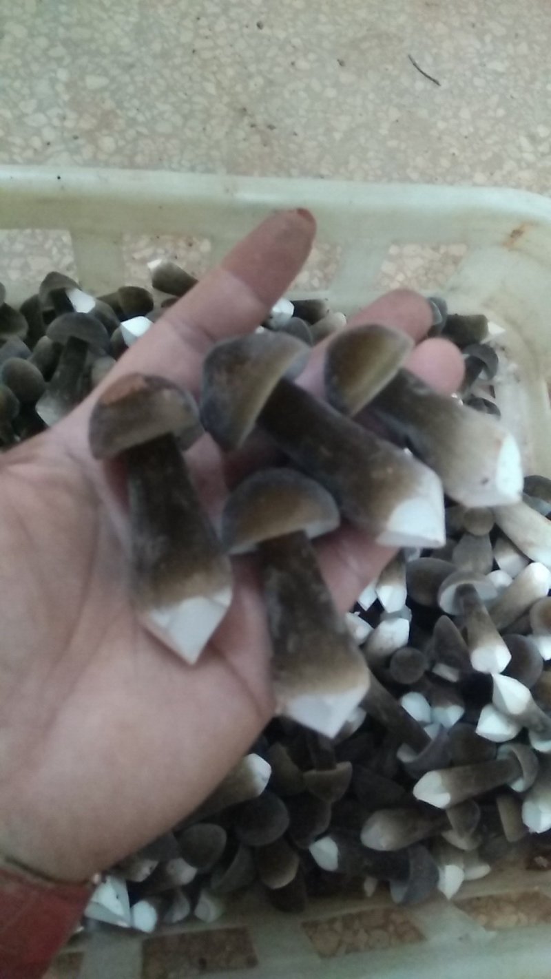 黑皮鸡枞菌包三级种