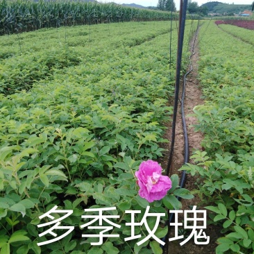 多季玫瑰小苗、四季玫瑰小苗，裸根上车0.28元/棵