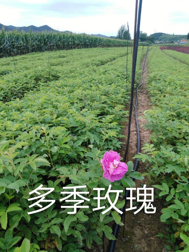 多季玫瑰小苗、四季玫瑰小苗，裸根上车0.28元/棵