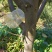 六年生梨树出售