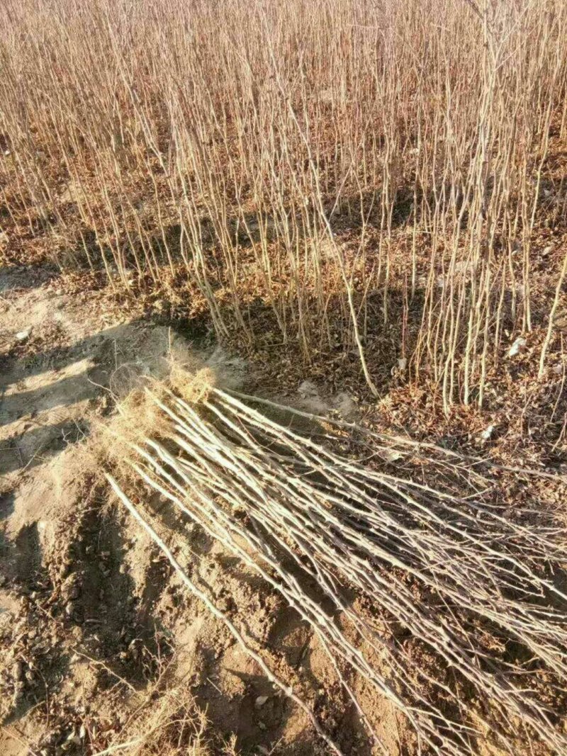 供应胡椒苗，大小规格齐全，胡椒苗价格1年生胡椒苗价格