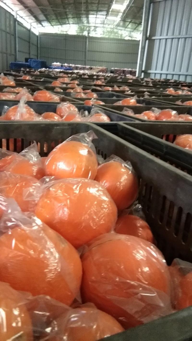 湖南湘西州龙山里耶几十万吨脐橙产地欢迎你