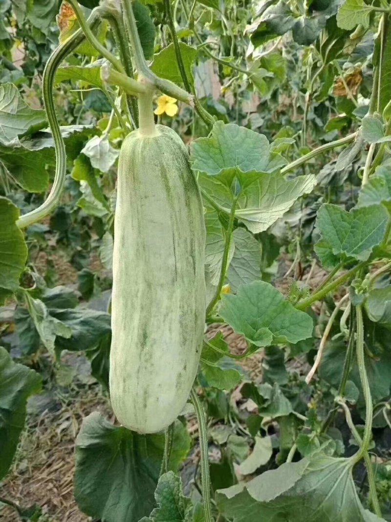 山东羊角蜜博洋61红瓤绿肉包装全代发直发