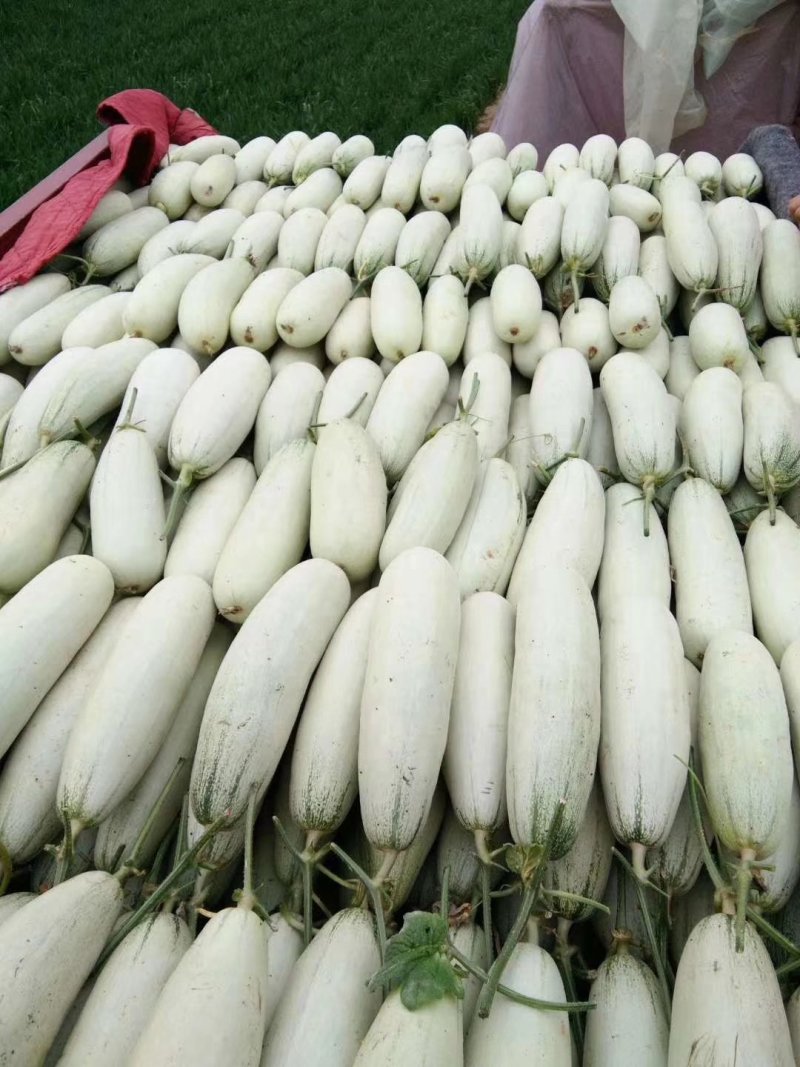 山东羊角蜜博洋61红瓤绿肉包装全代发直发