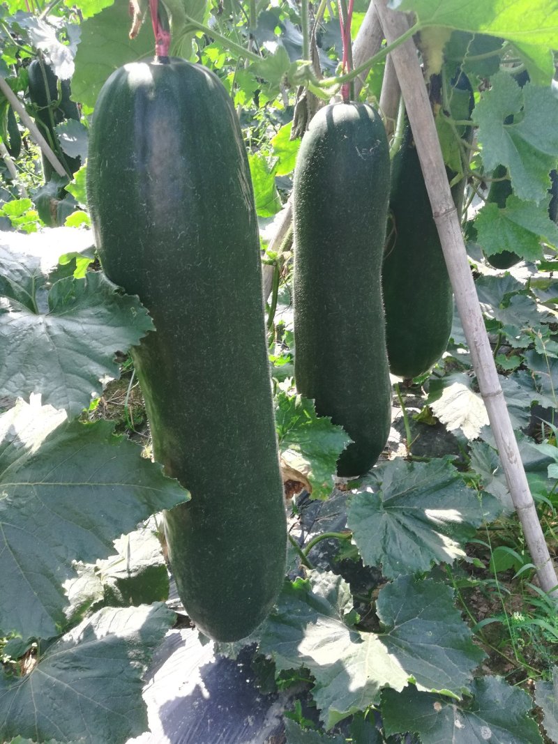 鲜货黑皮吊冬瓜