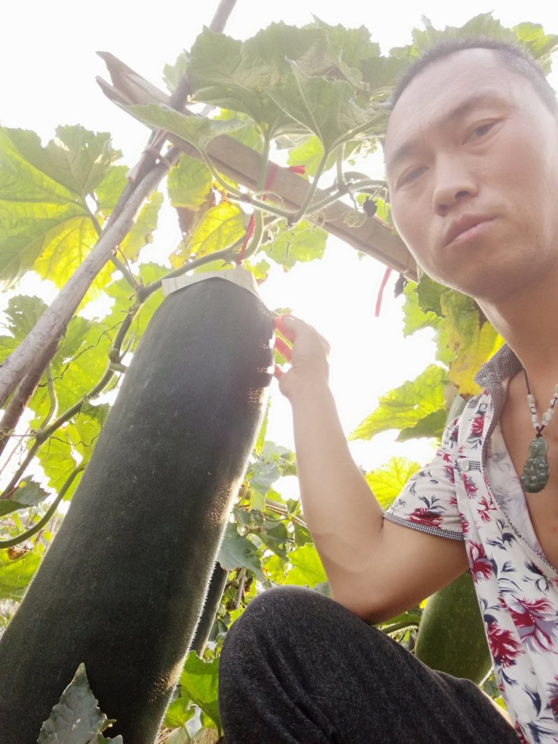 鲜货黑皮吊冬瓜